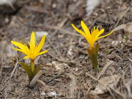 Attēlu rezultāti vaicājumam “Colchicum luteum flower”