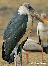 Attēlu rezultāti vaicājumam “Ciconiiformes”