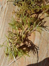 Attēlu rezultāti vaicājumam “Najas minor leaf”