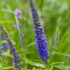 Attēlu rezultāti vaicājumam “Veronica longifolia leaf”