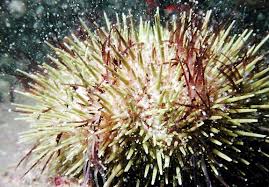 Image result for Strongylocentrotus droebachiensis