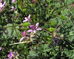Attēlu rezultāti vaicājumam “Erodium cicutarium”