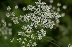 Attēlu rezultāti vaicājumam “Chaerophyllum aromaticum flower”