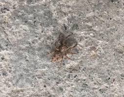 Attēlu rezultāti vaicājumam “Colymbetes paykulli”