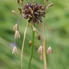 Attēlu rezultāti vaicājumam “Allium oleraceum bud”