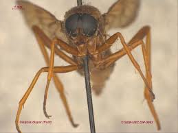 Attēlu rezultāti vaicājumam “Xylophagidae”