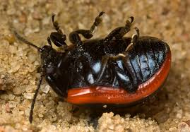 Attēlu rezultāti vaicājumam “Chrysolina sanguinolenta”