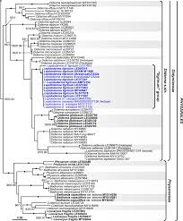 Attēlu rezultāti vaicājumam “Diderma ochraceum macro”