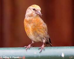 Image result for Loxia curvirostra