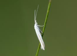 Attēlu rezultāti vaicājumam “Gracillaria syringella imago”