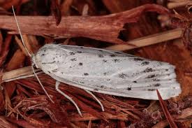 Attēlu rezultāti vaicājumam “Coscinia cribraria”