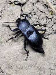 Attēlu rezultāti vaicājumam “Blaps mortisaga”