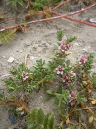 Attēlu rezultāti vaicājumam “Glaux maritima flower”