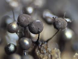 Attēlu rezultāti vaicājumam “Lamproderma elasticum macro”