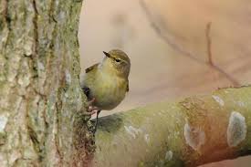 Attēlu rezultāti vaicājumam “Phylloscopus collybita”