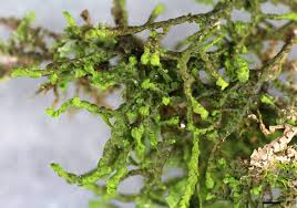 Attēlu rezultāti vaicājumam “Frullania fragilifolia”