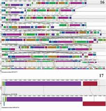 Attēlu rezultāti vaicājumam “Chaetophora pisiformis”