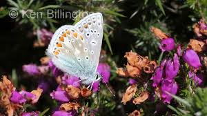 Attēlu rezultāti vaicājumam “Polyommatus icarus”