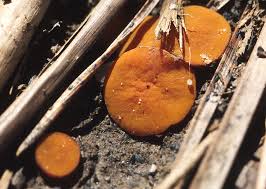 Attēlu rezultāti vaicājumam “Melastiza chateri”