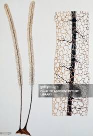 Attēlu rezultāti vaicājumam “Stemonitis fusca young”