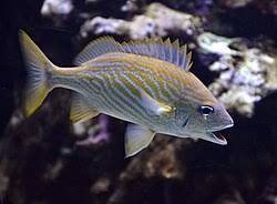 Image result for Haemulon flavolineatum