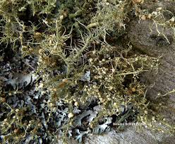 Attēlu rezultāti vaicājumam “Biatoropsis usnearum”