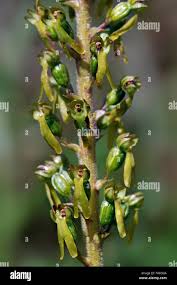 Attēlu rezultāti vaicājumam “Listera ovata bud”