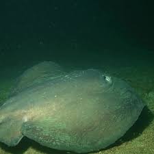 Image result for Dasyatis chrysonota