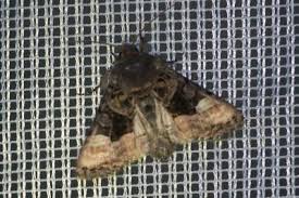 Attēlu rezultāti vaicājumam “Euplexia lucipara”