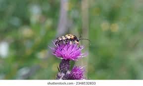 Attēlu rezultāti vaicājumam “Pachyta quadrimaculata”