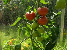 Attēlu rezultāti vaicājumam “Lycopersicon esculentum”