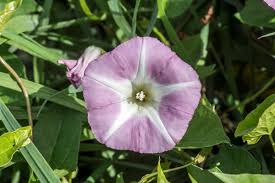 Attēlu rezultāti vaicājumam “Calystegia sepium fruit”