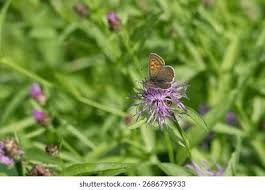 Attēlu rezultāti vaicājumam “Lycaena tityrus female”