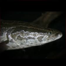 Image result for Channa argus