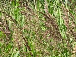 Attēlu rezultāti vaicājumam “Calamagrostis canescens fruit”