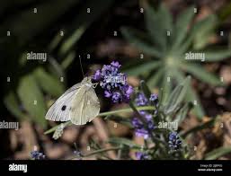 Attēlu rezultāti vaicājumam “Pieris brassicae female”