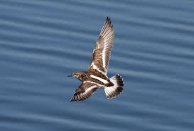 Attēlu rezultāti vaicājumam “Arenaria interpres”