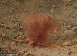 Attēlu rezultāti vaicājumam “Arcyria incarnata spores”