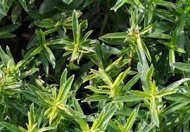 Image result for Bohnenkraut