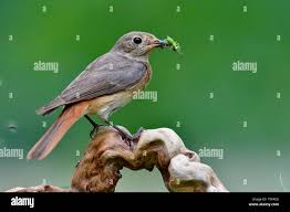 Attēlu rezultāti vaicājumam “Phoenicurus phoenicurus female”