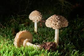 Attēlu rezultāti vaicājumam “Macrolepiota rhacodes”