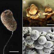 Attēlu rezultāti vaicājumam “Comatricha alta young”
