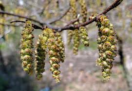 Attēlu rezultāti vaicājumam “Carpinus betulus female flower”