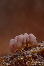 Attēlu rezultāti vaicājumam “Arcyria minuta stalked”