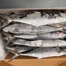 Image result for Scomberomorus maculatus