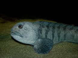 Image result for Anarhichas lupus