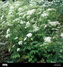 Image result for Pimpinella major