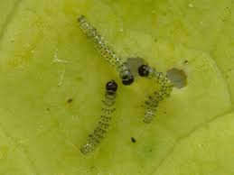 Attēlu rezultāti vaicājumam “Mamestra brassicae pupa”