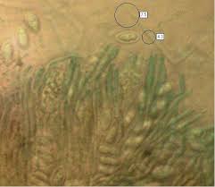 Attēlu rezultāti vaicājumam “Neobulgaria pura”