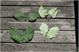 Attēlu rezultāti vaicājumam “Syringa reticulata subsp. amurensis leaf”